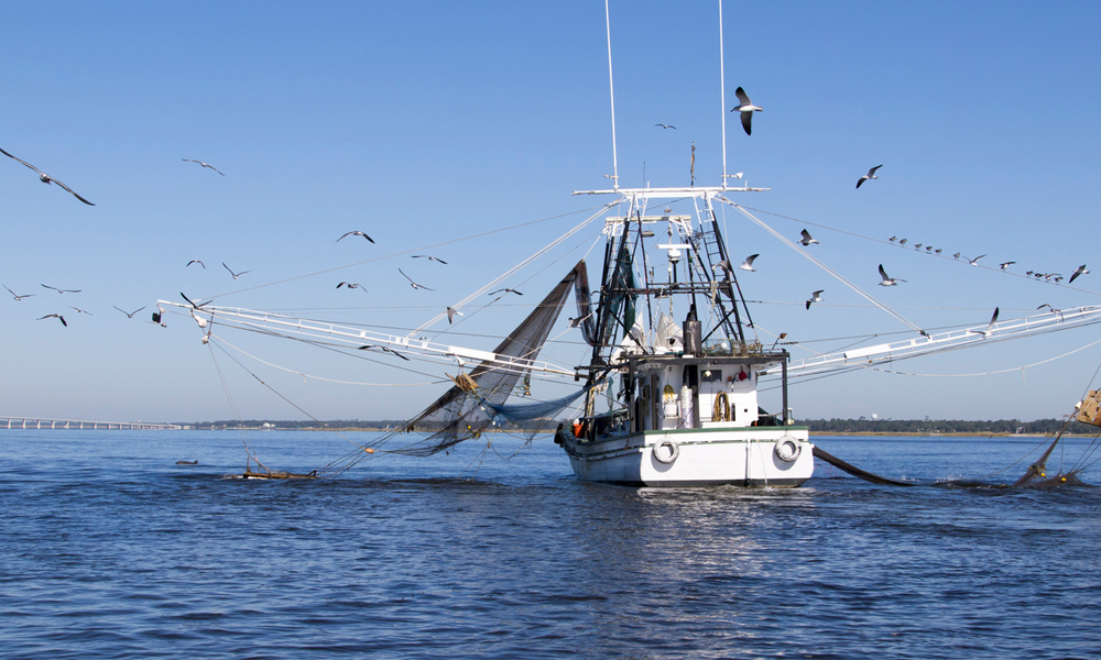 A shrimp boat in the Gulf of Mexico during the shrimping season. The Texas Parks and Wildlife Department closes shrimp season for 45-90 days each year, depending on studies of shrimp size and emigration from bays and estuaries to the Gulf.