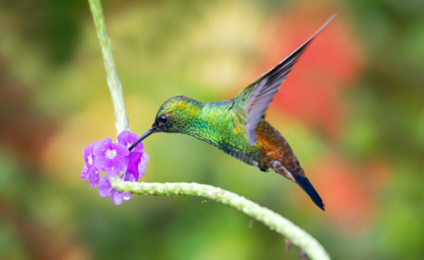 Hummingbirds are coming to town, and Rockport is ready to celebrate the annual migration despite the threat of COVID-19. With large gatherings restricted, the event has gone virtual this year, still retaining a powerful lineup of speakers and other events, a vendor auction, and a souvenir site.