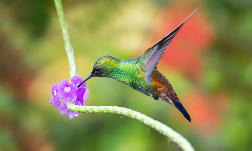 Rockport Hummingbird Festival 2025