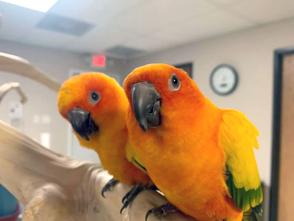 Exotic birds are just one of the many sensational exhibits at the South Texas Botanical Gardens and Nature Center in Corpus Christi. If you haven’t been in a while, it's time to visit. Or, come for your first tour of the many gardens and animals. Courtesy photo
