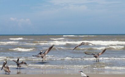 Pelicans enjoy some time off from humans at Padre Island National Seashore. Beach curfews will be lifted as of Friday, May 1, according to orders from Gov. Gregg Abbott. Courtesy photo