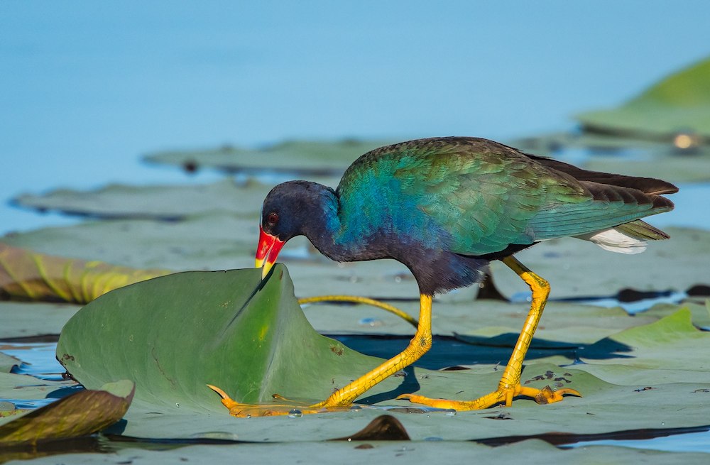 The South Texas Botanical Gardens hosts The Birdiest Festival each year to honor, study, and explore the vast variety of feathered creatures that make their way through the Coastal Bend. Courtesy photo