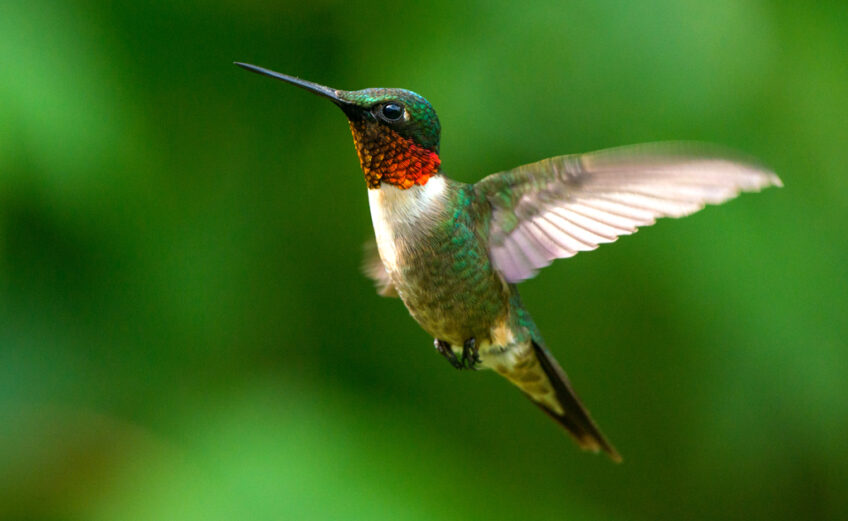 Tiny ruby-throated hummingbirds makes their way south every year through the Coastal Bend starting around Labor Day. The Rockport-Fulton Chamber of Commerce holds a festival in their honor every fall. This year’s celebration is Sept. 16-19. iStock image