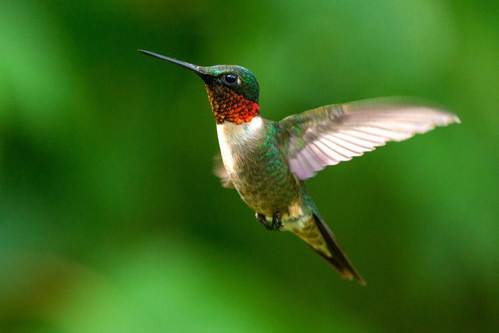 Tiny ruby-throated hummingbirds makes their way south every year through the Coastal Bend starting around Labor Day. The Rockport-Fulton Chamber of Commerce holds a festival in their honor every fall. This year’s celebration is Sept. 16-19. iStock image