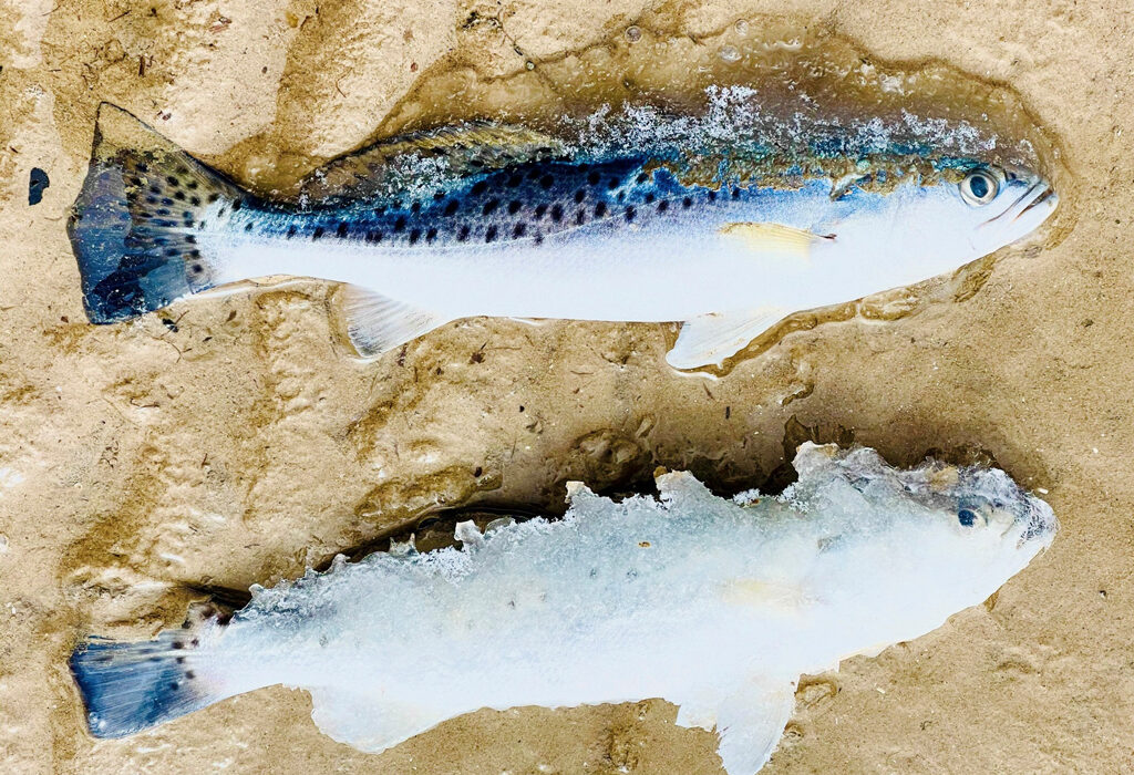 Effects of the 2021 winter freeze are still being felt in the Lower Laguna Madre, where the Texas Parks and Wildlife Department has extended limits for the spotted seatrout. TPWD photo