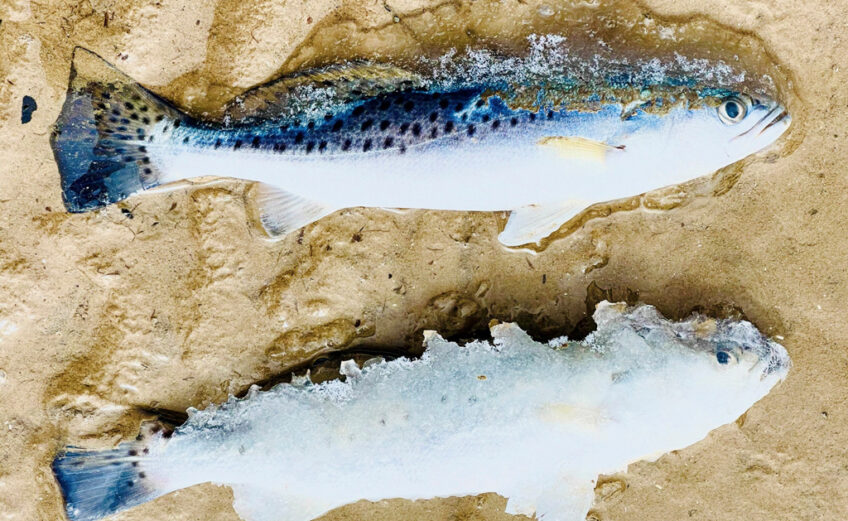 Effects of the 2021 winter freeze are still being felt in the Lower Laguna Madre, where the Texas Parks and Wildlife Department has extended limits for the spotted seatrout. TPWD photo
