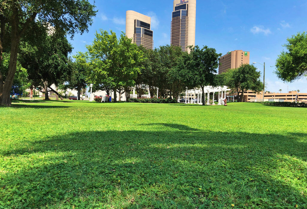 Corpus Christi plans to plant 230 shade trees over the next 10 years in city parks.