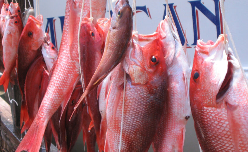 The five Gulf Coast states will now be in charge of red snapper fishing size, bag, and season limits in federal waters. The permanent change from federal oversight to state governance began February 6, 2020, after an experiment that put states in charge the past two years.