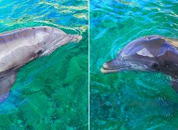 Schooner (left) and Liko moved to the Texas State Aquarium from Orlando, Florida. The two Atlantic bottlenose dolphins were born at Seaworld Orlando, eight years ago. They will be teaming up with long-time aquarium resident Shadow and Kai, stars of the dolphin show in Dolphin Bay stadium, as soon as they have fully adapted to the move and their new trainers. Photos Courtesy Texas State Aquarium