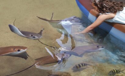 The sting ray and shark touch pools received a $500,000 donation to be included in the new Caribbean Journey exhibit at the Texas State Aquarium in Corpus Christi. Courtesy Photo