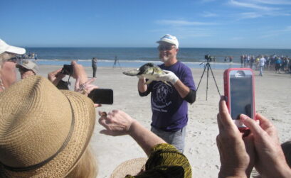 A volunteer brings a rescued sea turtle over to the crowd of spectators at Padre Island National Seashore on Jan. 28, 2015, for a closer look before releasing the animal into the surf. Volunteers released 209 revived cold-stunned turtles into the Gulf in the second release this season. Staff Photo