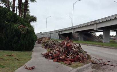 Large piles of palm tree trimmings wait for one of four scheduled city pickups of large brush each year. Staff photo