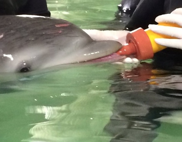 Baby Bea nurses from a bottle at the Texas State Aquarium's Second Chances Rehabilitation Hospital in Corpus Christi. Bea died after seven weeks at SeaLab where she making progress, swimming on her own and responding to feeding cues. Courtesy Photo