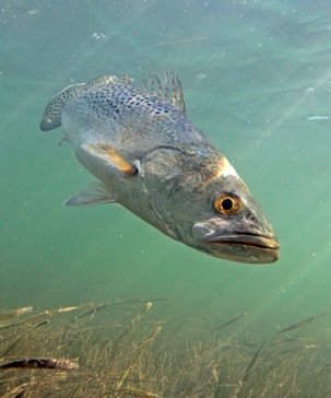 Sea trout will be the focus of a study by Dr. Brad Erisman to learn more about where they spawn. Photo by Evan D'Alessandro