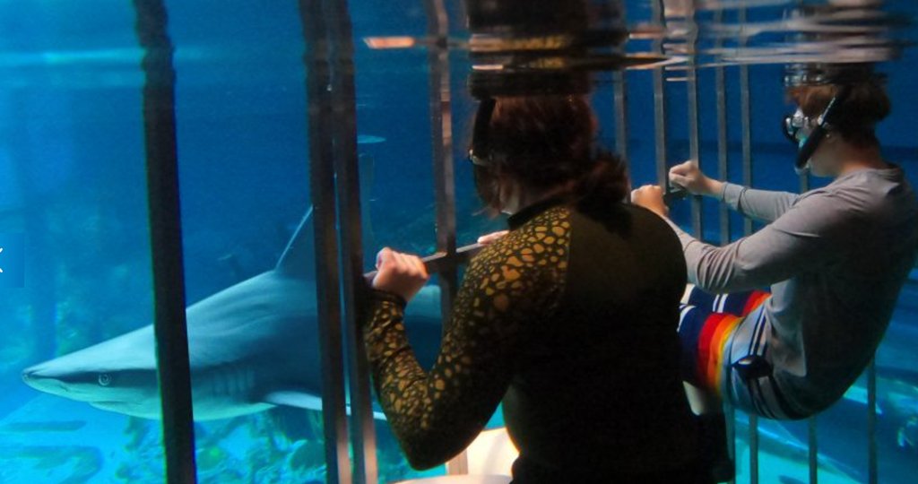 See eye to eye with a shark in an exclusive encounter at the Texas State Aquarium in Corpus Christi. Courtesy photo