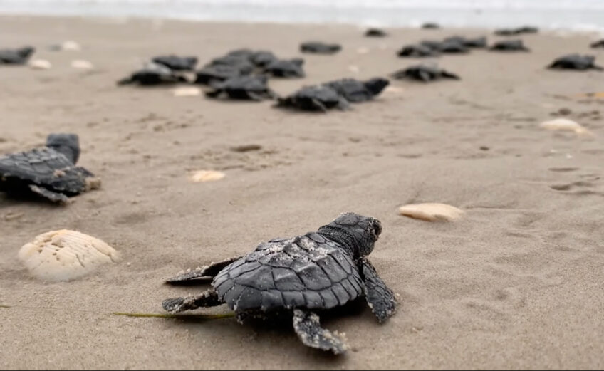 Kemp’s ridley sea turtle hatchlings make their way to the surf at Padre Island National Seashore, just southwest of Corpus Christi. Public releases of the hatchlings are scheduled for 6:45 a.m. July 23 and 24.