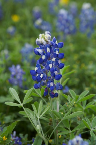 The first of the 2015 bluebonnets were spotted off IH 37 near the 11A exit in Corpus Christi Feb. 26. Staff photo