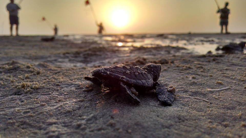 Kemp’s Ridley sea turtle hatchlings are at an all-time high this year at Padre Island National Seashore. Photo courtesy of NPS