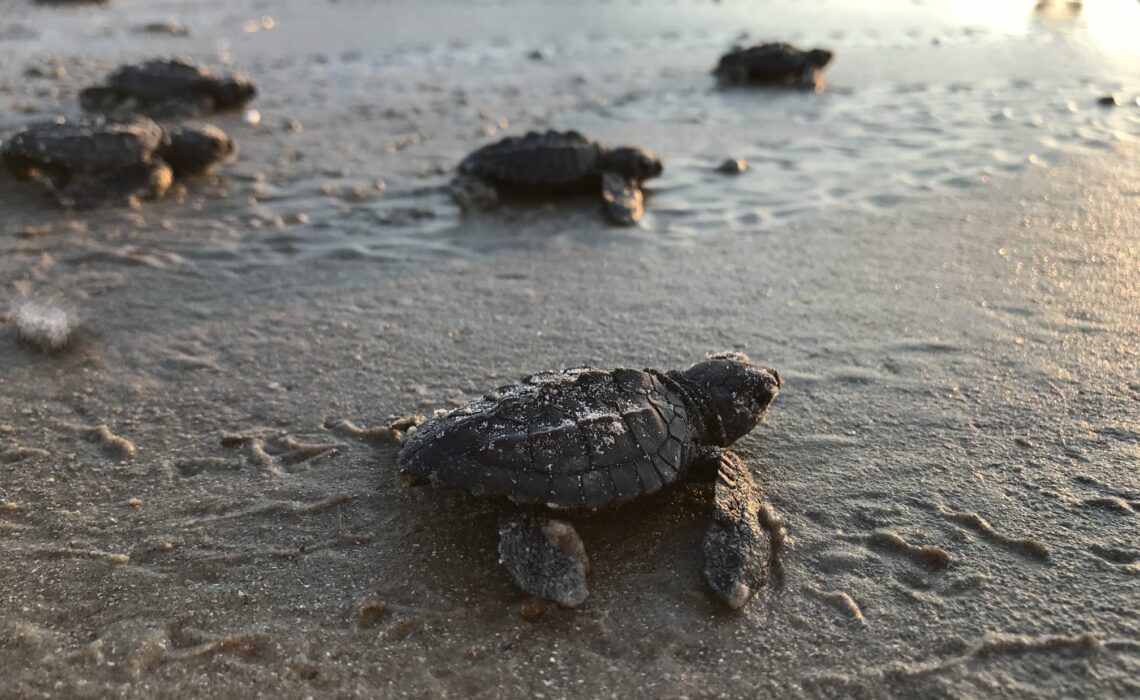 During the 2018 season, 249 Kemp’s ridley sea turtle nests produced nearly 15,000 hatchlings, which were released at Padre Island National Seashore throughout the summer. Photo courtesy of NPS