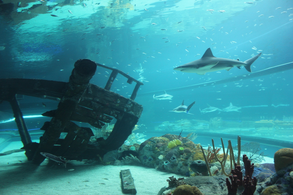 The Texas State Aquarium's Caribbean Journey opens in Corpus Christi May 13. The stunning new additions to the aquarium almost double its size. Courtesy photo