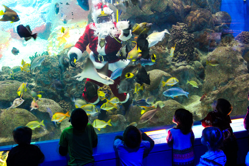 See Scuba Santa feed the fish Dec.1-24 at the Texas State Aquarium. Courtesy photo