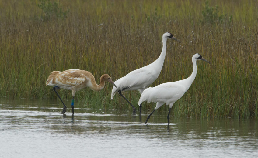 Two adult whooping cranes and a chick at Aransas National Wildlife Refuge near Corpus Christi. The younger birds are known by their rust-colored feathers. Courtesy photo TPWD