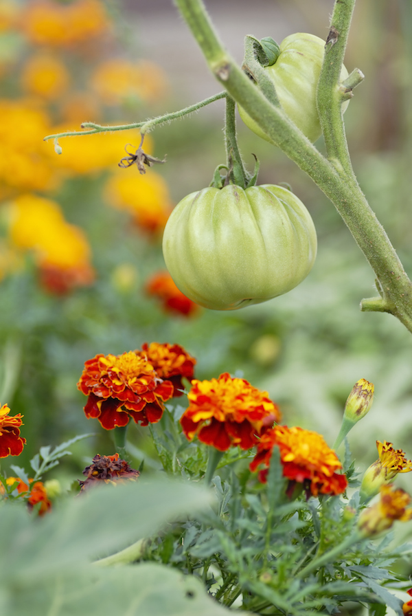 Companion planting helps fight pests in your garden. For example, marigolds protect tomatoes from aphids, giving the fruit a chance to ripen to perfection.