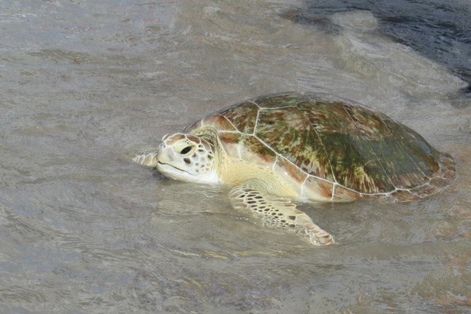 green sea turtle