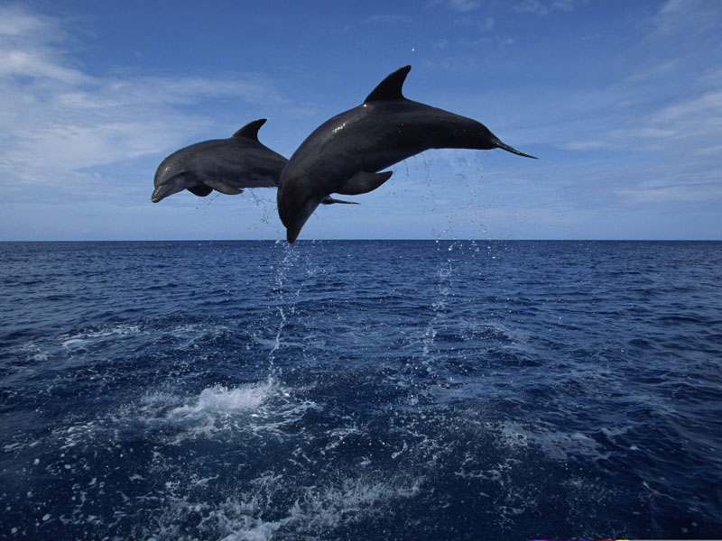 Playful dolphins can be spotted in Corpus Christi along the bayfront, on the ferries, or along the beaches. Courtesy photo