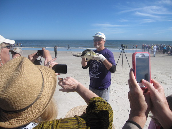 A volunteer brings a rescued sea turtle over to the crowd of spectators at Padre Island National Seashore on Jan. 28, 2015, for a closer look before releasing the animal into the surf. Volunteers released 209 revived cold-stunned turtles into the Gulf in the second release this season. Staff Photo