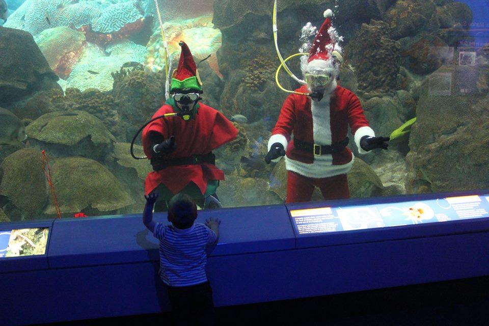 Join Scuba Santa as he feeds the fishes at the Texas State Aquarium Dec. 12-14.